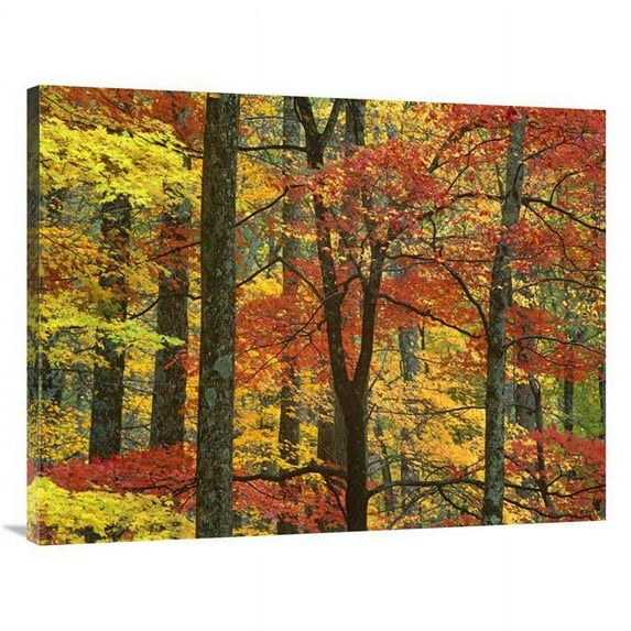 30 x 40 in. Maple Trees in Autumn, Great Smoky Mountains National Park, Tennessee Art Print - Tim Fitzharris