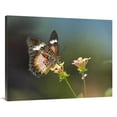 thumbnail image 1 of 30 x 40 in. Nymphalid Butterfly Feeding on Flower Nectar, Native to Asia Art Print - Tim Fitzharris, 1 of 1