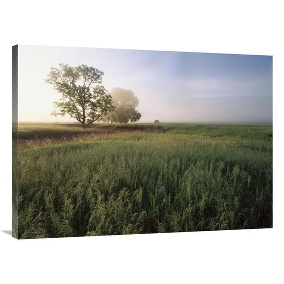 30 x 40 in. Oak Trees Shrouded in Fog, Tallgrass Prairie in Flint Hills Taken Over By Invasive Great Brome Grass, Kansas Art Print - Tim Fitzharris
