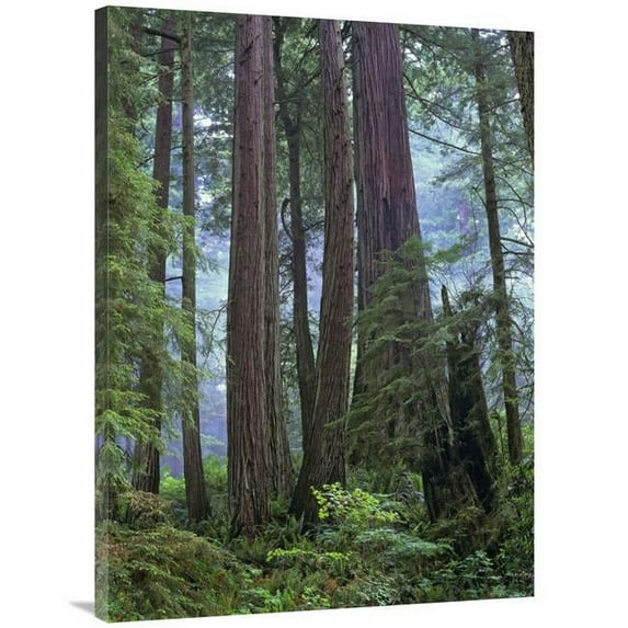 30 x 40 in. Old Growth Forest of Coast Redwood Stand Del Norte Coast Redwoods State Park, California Art Print - Tim Fitzharris