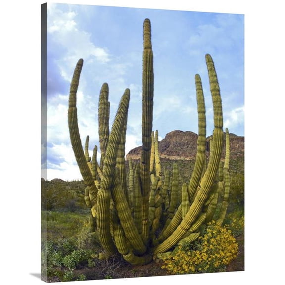 30 x 40 in. Organ Pipe Cactus Arizona Art Print - Tim Fitzharris