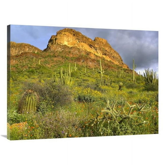 30 x 40 in. Organ Pipe Cactus Organ Pipe Cactus National Monument, Sonoran Desert, Arizona Art Print - Tim Fitzharris