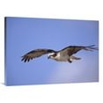thumbnail image 1 of 30 x 40 in. Osprey Flying, North America Art Print - Tim Fitzharris, 1 of 1