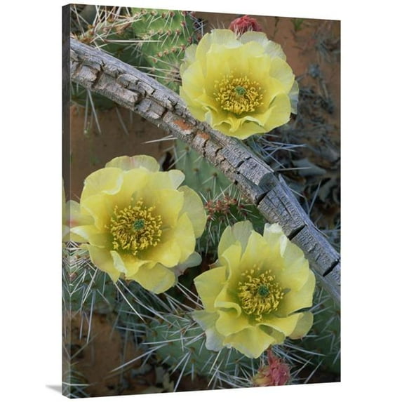 30 x 40 in. Plains Pricklypear Arches National Park, Utah Art Print - Tim Fitzharris