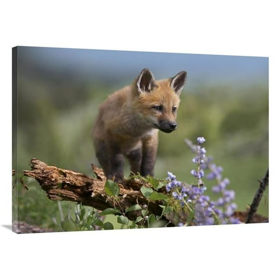30 x 40 in. Red Fox Kit Climbing, North America Art Print - Tim Fitzharris