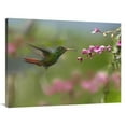 thumbnail image 1 of 30 x 40 in. Rufous-Tailed Hummingbird Hovering Near Flower, Ecuador Art Print - Tim Fitzharris, 1 of 1