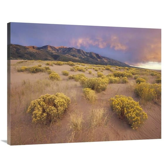 30 x 40 in. Sagewort on Sand Dune, Sangre De Cristo Mountains, Great Sand Dunes National Monument, Colorado Art Print - Tim Fitzharris