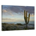 thumbnail image 1 of 30 x 40 in. Saguaro Cactus at Beach, Cabo San Lucas, Mexico Art Print - Tim Fitzharris, 1 of 1