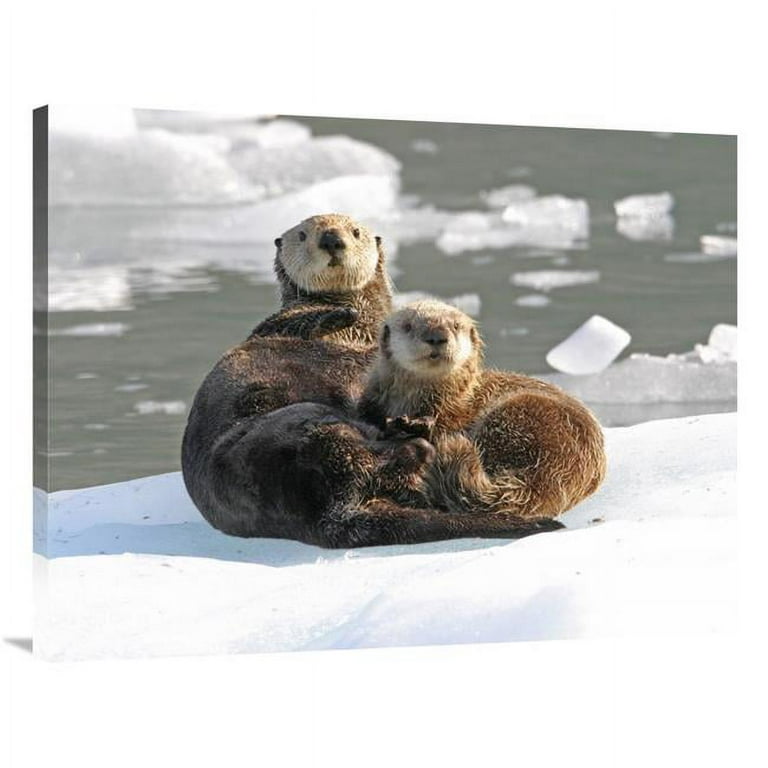 30 x 40 in. Sea Otter Female with Pup on Ice Floe, Prince William Sound,  Alaska Art Print - Michael Gore 