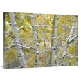 thumbnail image 1 of 30 x 40 in. Snow-Covered Aspen Forest Near Kebbler Pass, Gunnison National Forest, Colorado Art Print - Tim Fitzharris, 1 of 1