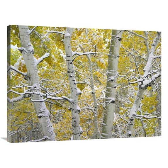 30 x 40 in. Snow-Covered Aspen Forest Near Kebbler Pass, Gunnison National Forest, Colorado Art Print - Tim Fitzharris