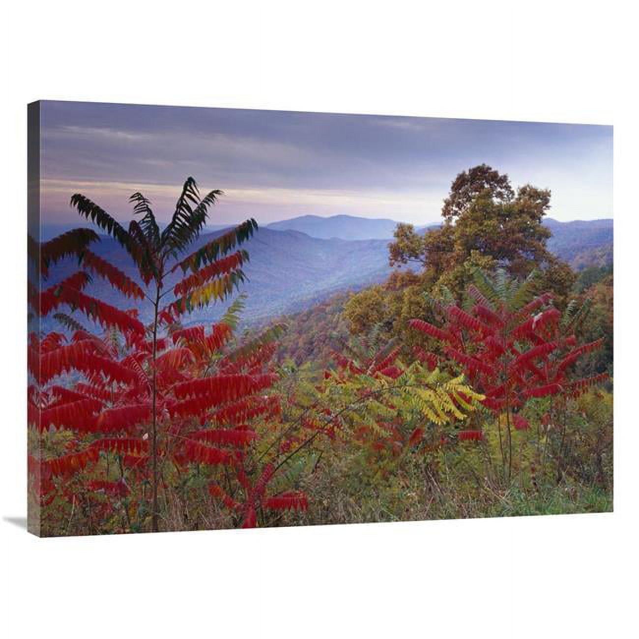 30 x 40 in. Staghorn Sumac in Autumn, Blue Ridge Mountain Range