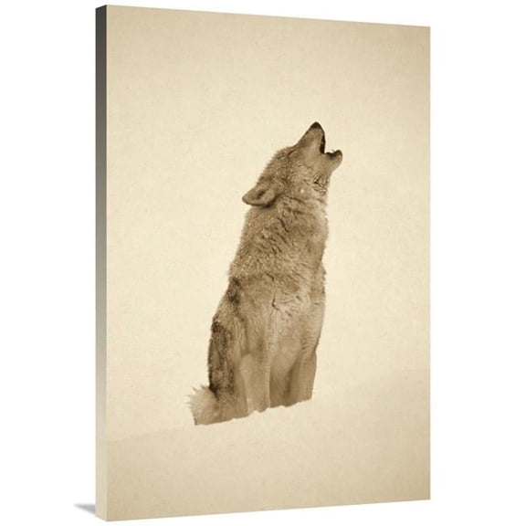 30 x 40 in. Timber Wolf Portrait, Howling in Snow, North America - Sepia Art Print - Tim Fitzharris