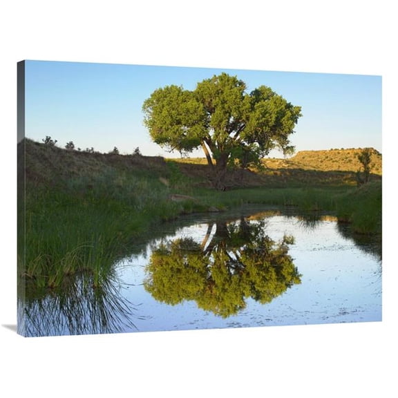 30 x 40 in. Tree Reflecting in Creek Near Black Mesa State Park, Oklahoma Art Print - Tim Fitzharris