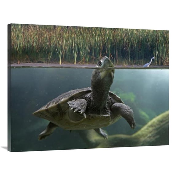 30 x 40 in. Turtle Breathing at Surface, Jurong Bird Park, Singapore Art Print - Tim Fitzharris
