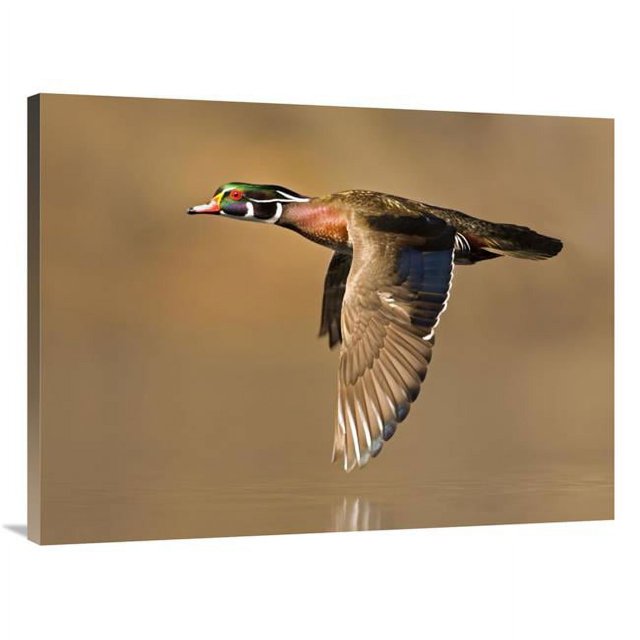 30 x 40 in. Wood Duck Male Flying, Lapeer State Game Area, Michigan Art