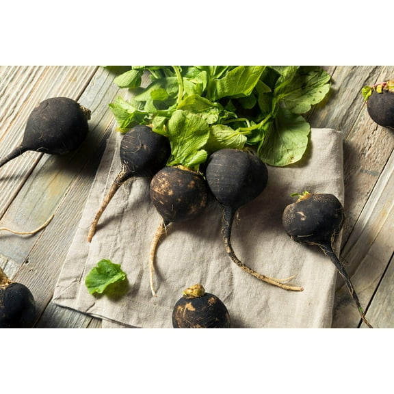 300 BLACK SPANISH ROUND Hot Spicy European Raphanus Sativus Root Vegetable Seeds