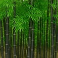 thumbnail image 1 of 300+ Black Bamboo Seeds for Planting - Exotic and Fast Growing Windbreak or Privacy Screen, 1 of 7