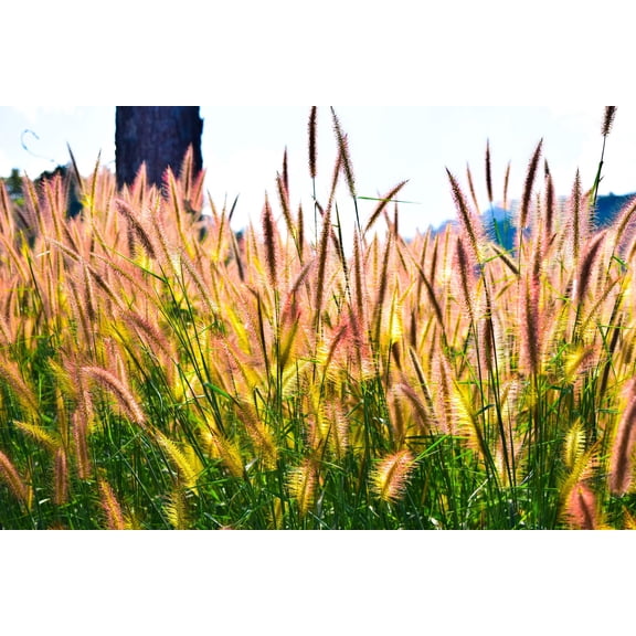 300 Bottlebrush SQUIRRELTAIL RYE GRASS Elymus Elymoides syn Sitanion Hystrix Red Plume Squirrel Tail Ornamental Seeds