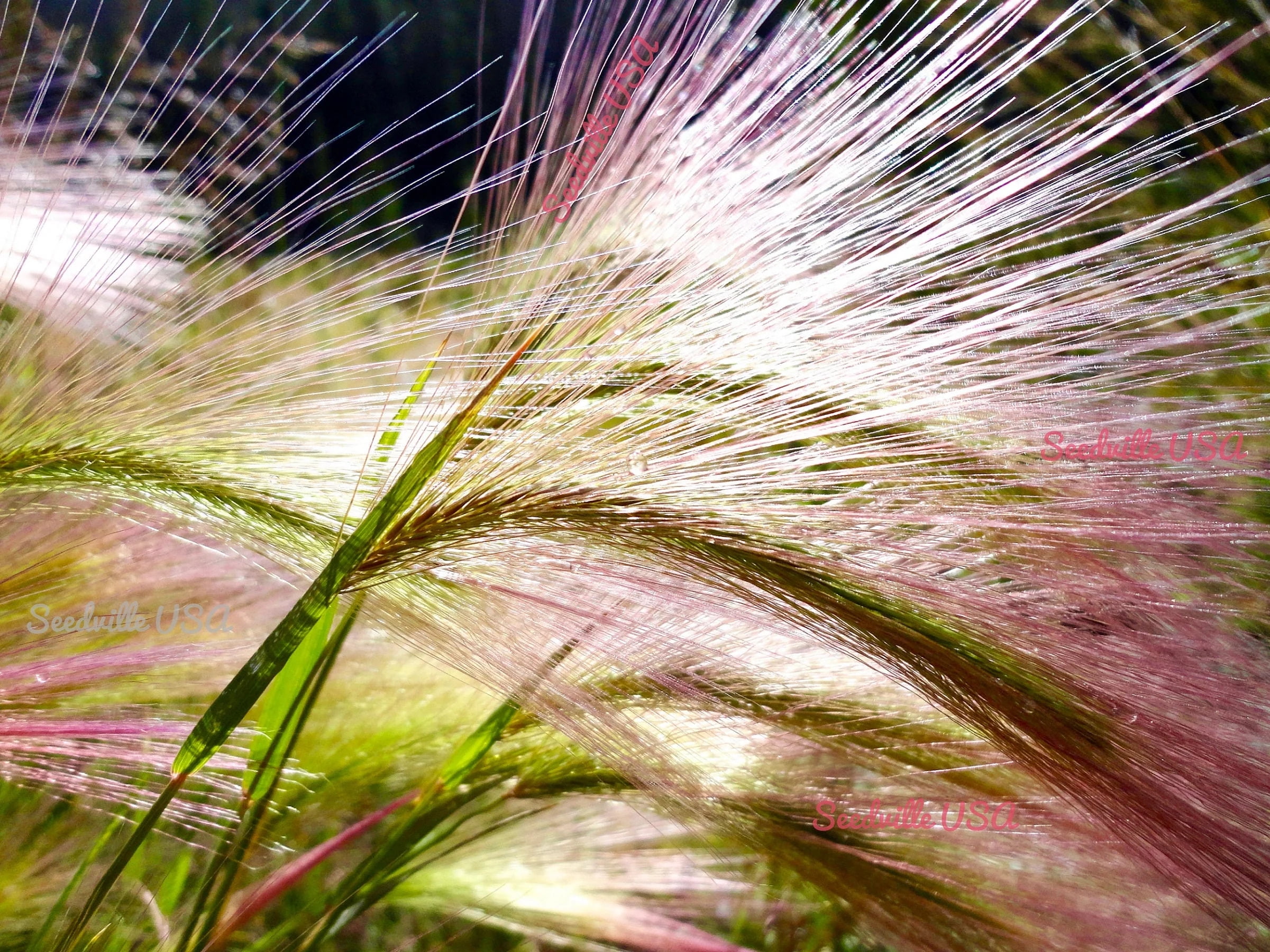 300 Bottlebrush SQUIRRELTAIL RYE GRASS Elymus Elymoides syn Sitanion