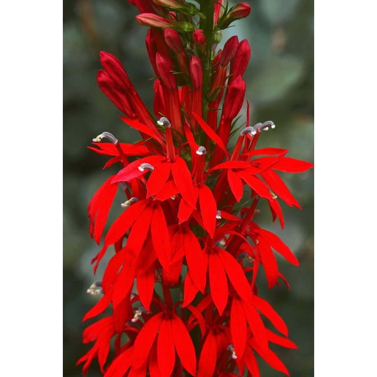 300 CARDINAL FLOWER LOBELIA Cardinalis Flower Seeds
