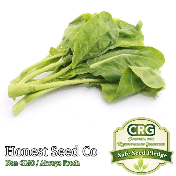 300+ Chinese Broccoli Seeds | Kailaan Gai Lan Kai Lan | Non-GMO Broccoli Seeds