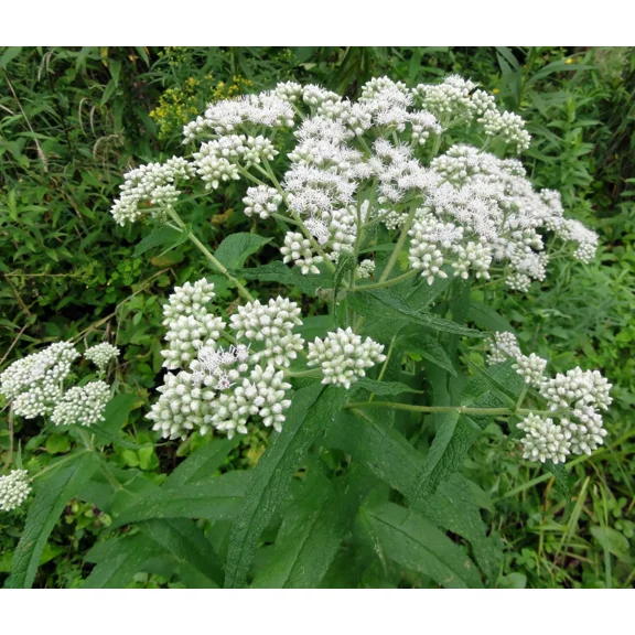 300 Common Boneset Seeds - Eupatorium perfoliatum - None-GMO Medicinal Herb