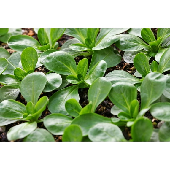 CZ Grain 300 Mache Lamb's Lettuce Plant Seeds