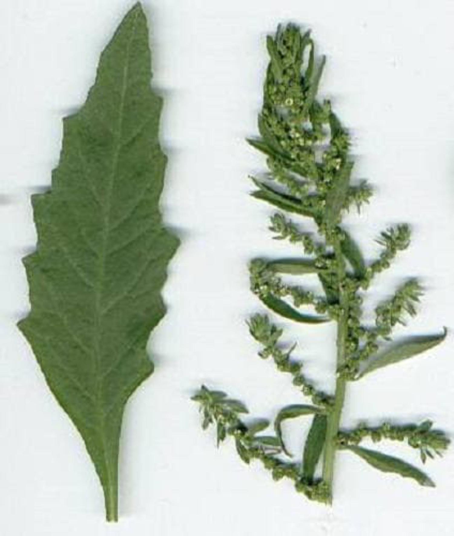 300 EPAZOTE (Mexican Tea) Chenopodium Ambrosioides Herb Flower Seeds - image 1 of 10