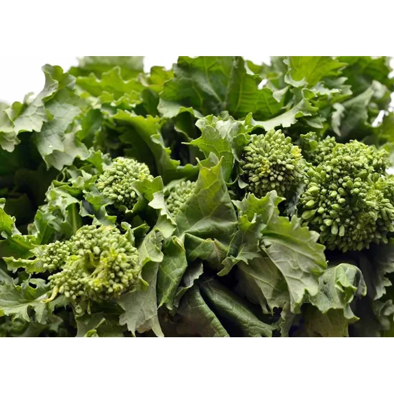 300 Early Fall Rapini Broccoli Seeds - Non-GMO Heirloom Broccoli Seeds