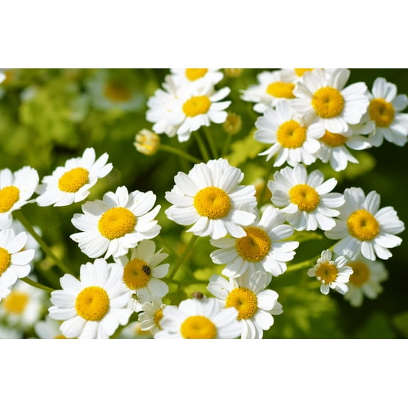 300 FEVERFEW Tanacetum Parthenium Herb Flower Seeds