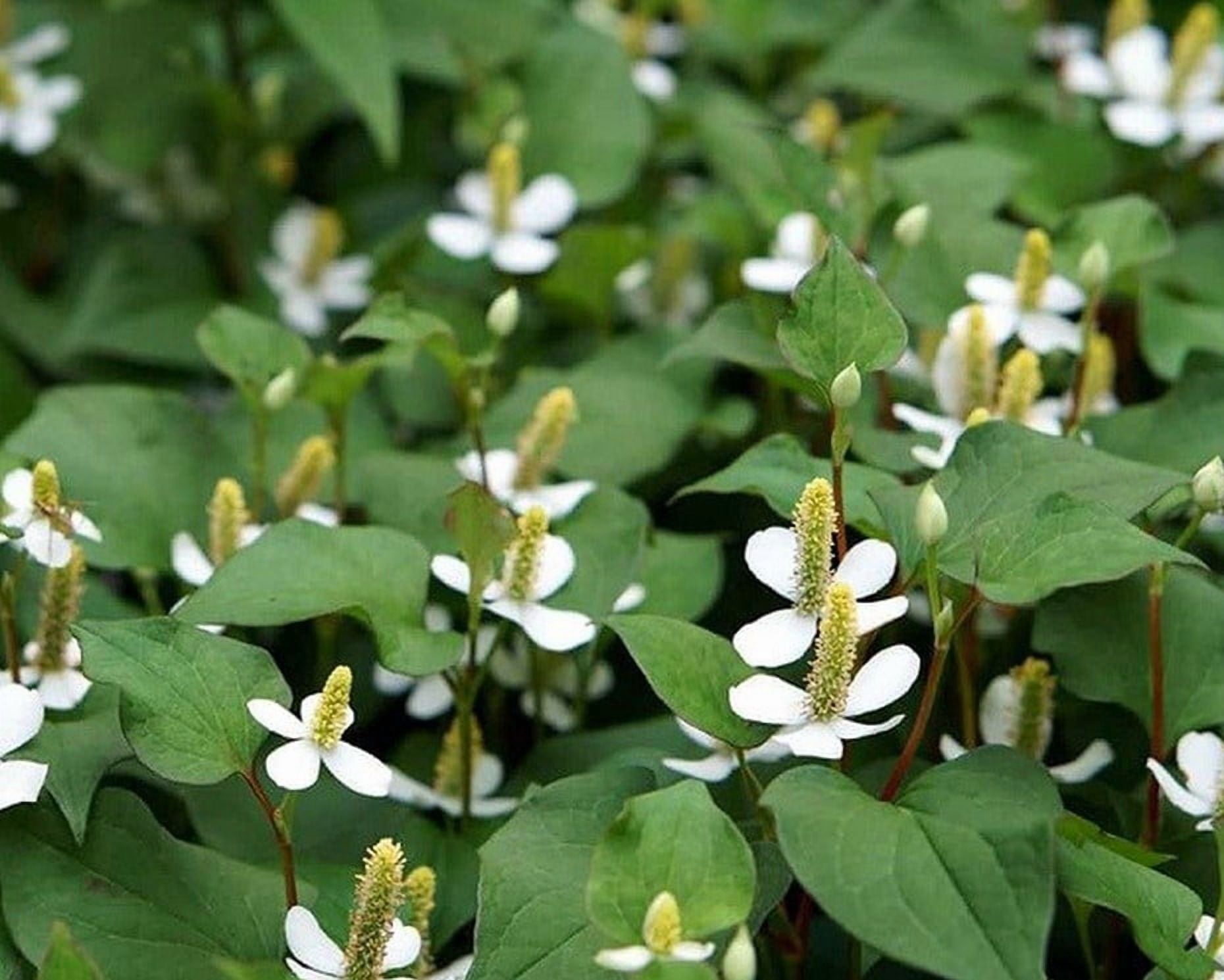 300 Fish Mint Seeds for Planting - Houttuynia Cordata - Chameleon Plant - Perennial Herb