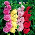 300+ Hollyhock Seeds Carnival Mix Giant Mallow Double Hollyhock Flowers
