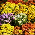 300+Mixed Color Chrysanthemum Seeds for Planting-Perennial Hardy Chrysanthemum Flower Seeds ...