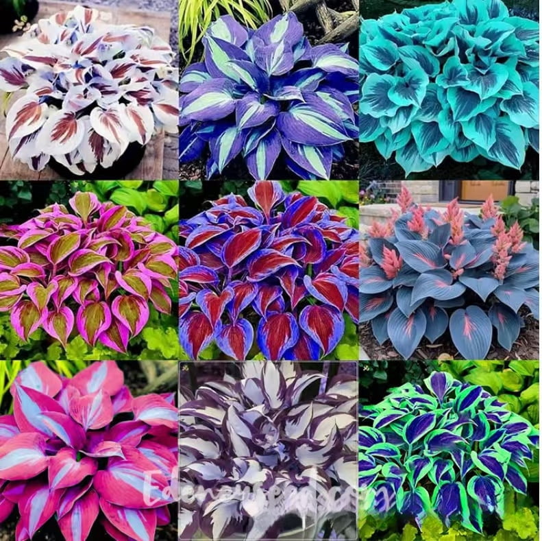 Cool Hosta From Seed Pictures