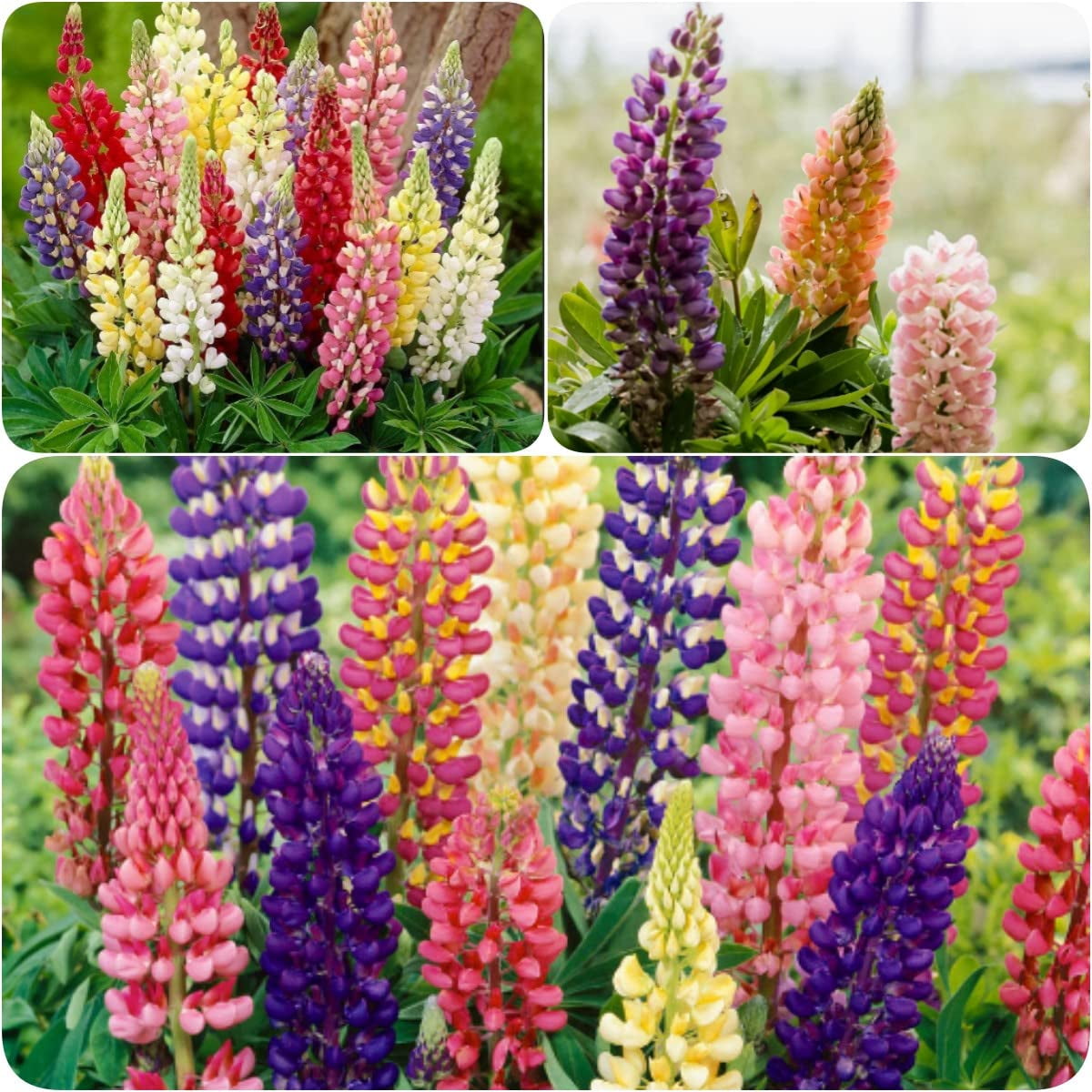 300Mixed Lupine Russells Wild Flower Plant Seeds Perennial