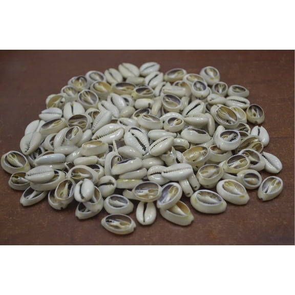 300+ Pcs Small Bulk Cut Cowrie Seashell Shell