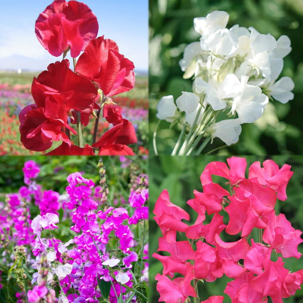 300+ Perennial Lathyrus Odoratus OIF8 Flower Seeds for Planting