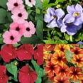 300+ Perennial Thunbergia Flower MMF7 Seed for PlantingNonGMO