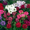 300+ Perennial Verbena Flower Seeds for Planting Outdoors Verbena