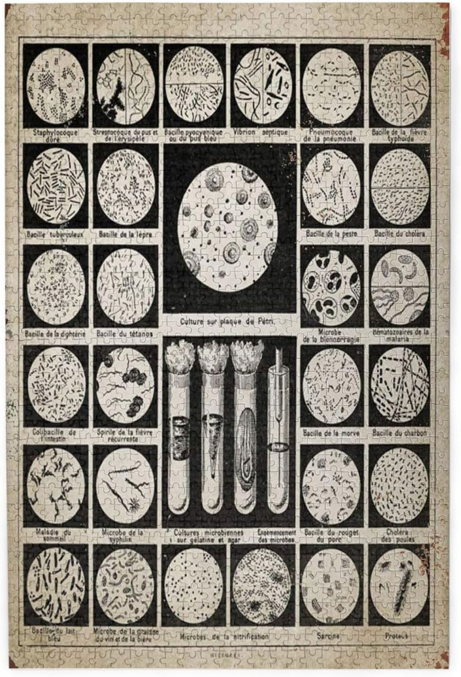 300 Piece Jigsaw Puzzles Biology Knowledge Bacteria Education Chart