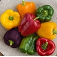 thumbnail image 1 of 300+ Rainbow Blend Sweet Bell Pepper Seeds for Planting, 1 of 1