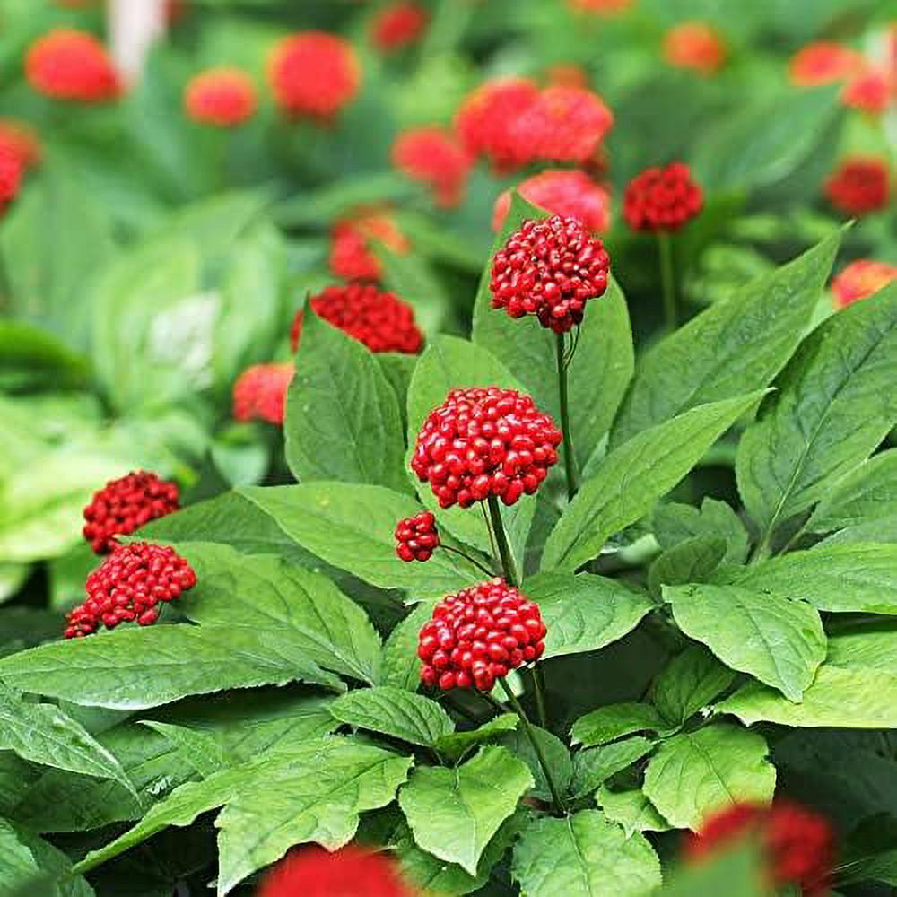  300 STRATIFIED American Ginseng Seeds Panax quinquefolium L, Easy to