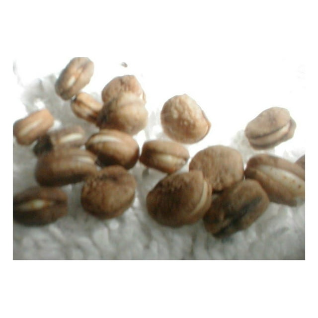 300 STRATIFIED American Ginseng Seeds Panax quinquefolium L.