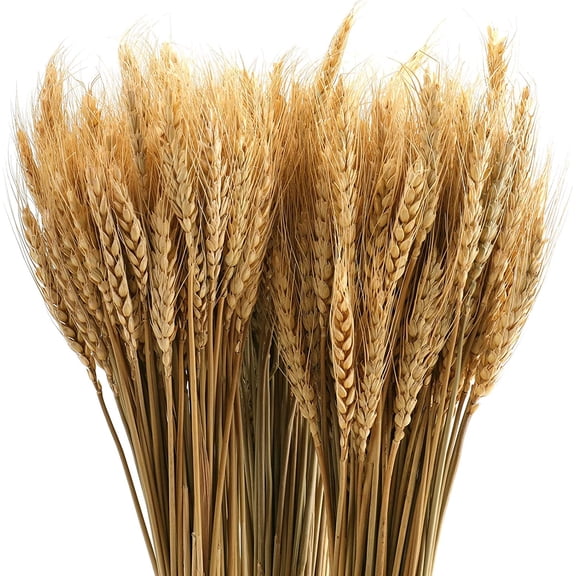 300 Stems Dried Wheat Stalks, 16 Inch Natural Wheat Sheaves Fall Arrangement for DIY Craft, Home Table, Wedding Decor