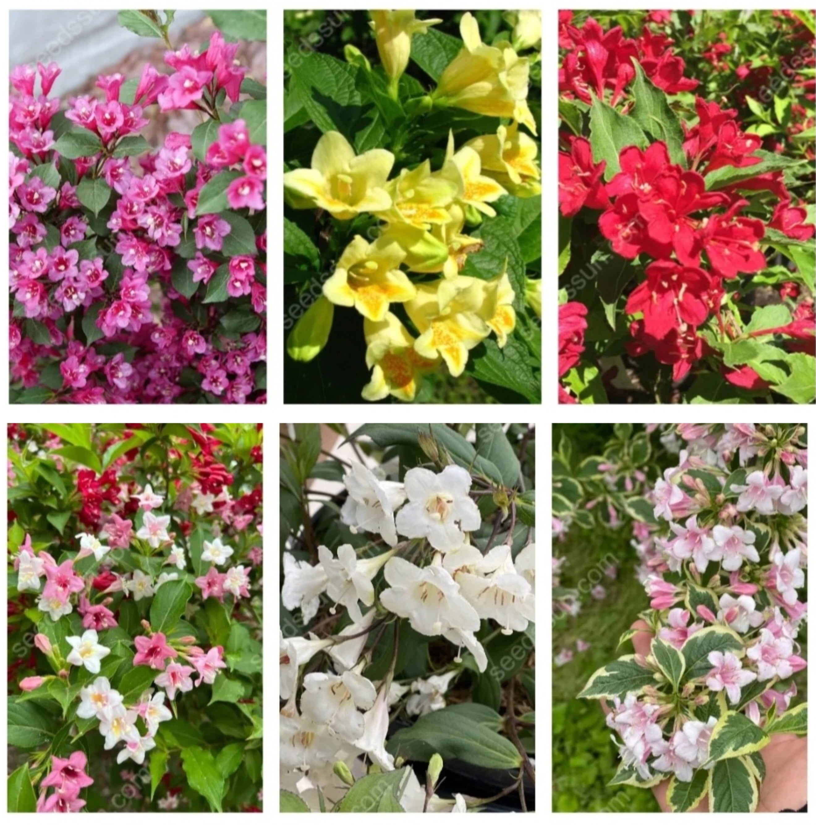 Shrub Mix Module 300 Weigela Seeds Mix-color, Reblooming Shrub Rare Variety Old ...