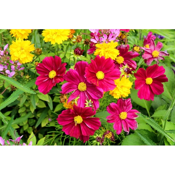 300 Wine Red TETRA VERSAILLES COSMOS Bipinnatus Hummingbird Flower Seeds