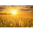 thumbnail image 1 of 300 Wrens Abruzzi WINTER RYE Secale Cereale Grain Cover Crop Seeds, 1 of 8