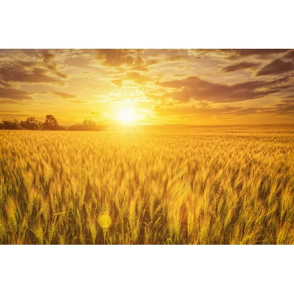 300 Wrens Abruzzi WINTER RYE Secale Cereale Grain Cover Crop Seeds