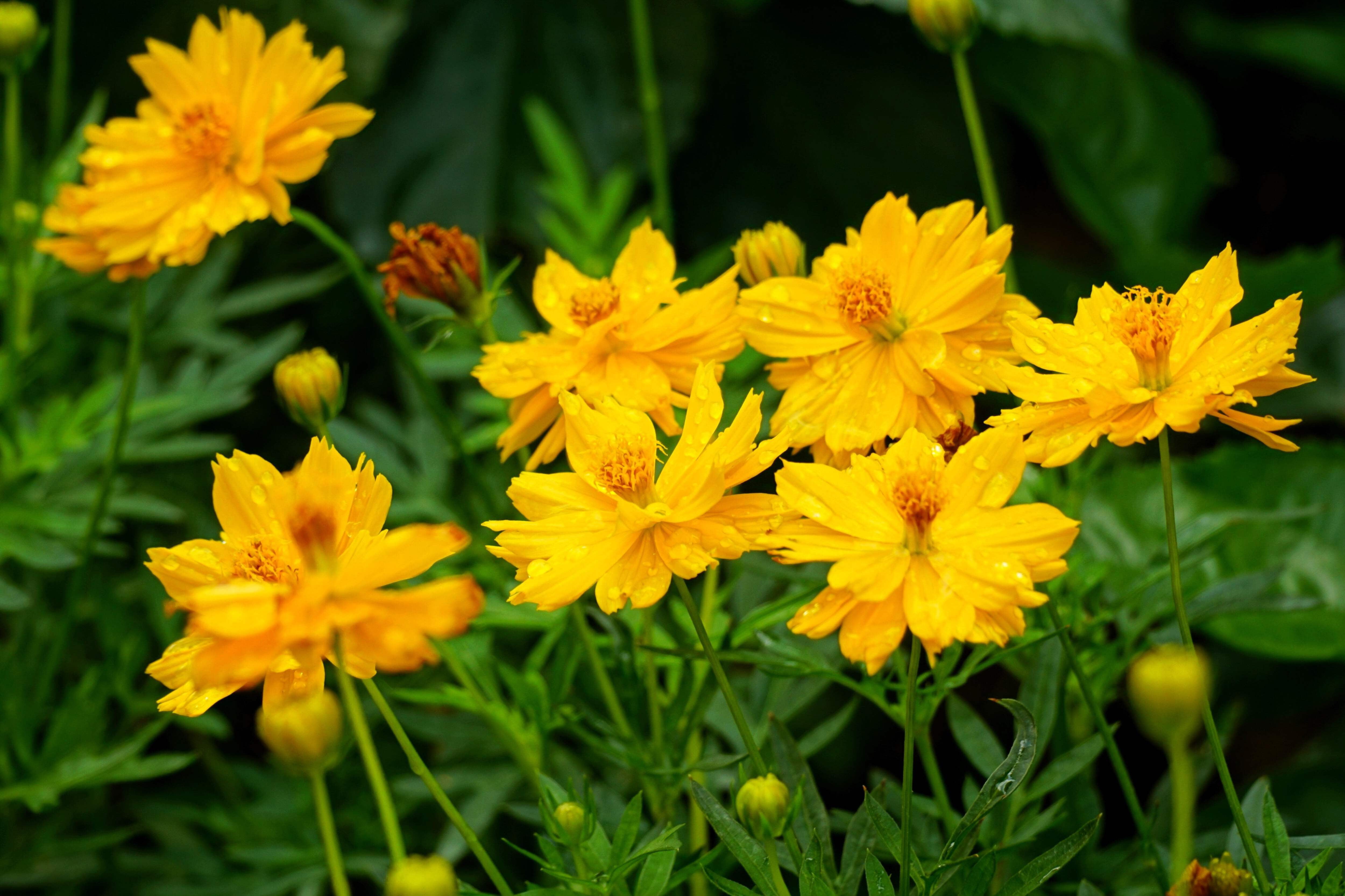 300 YELLOW SULPHUR COSMOS Bipinnatus Flower Seeds - Walmart.com